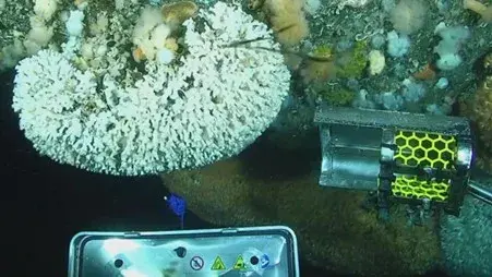 A close-up of the remotely-operated robot dislodging the coral from the rig