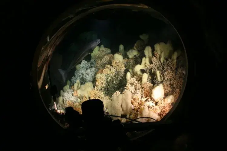 Cold-water coral reef viewed through window