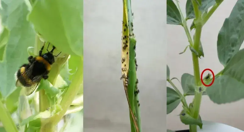 Left to right: A bumblebee feeding on extra floral nectar – nectar produced by the bean to feed natural enemies but used by pollinators too. ‘Mummified’ aphids: the whole aphid eaten from the inside by a parasitoid wasp – highly effective pest control. Parasitoids also depend on extra floral nectar. A parasitoid feeding on extra floral nectar.