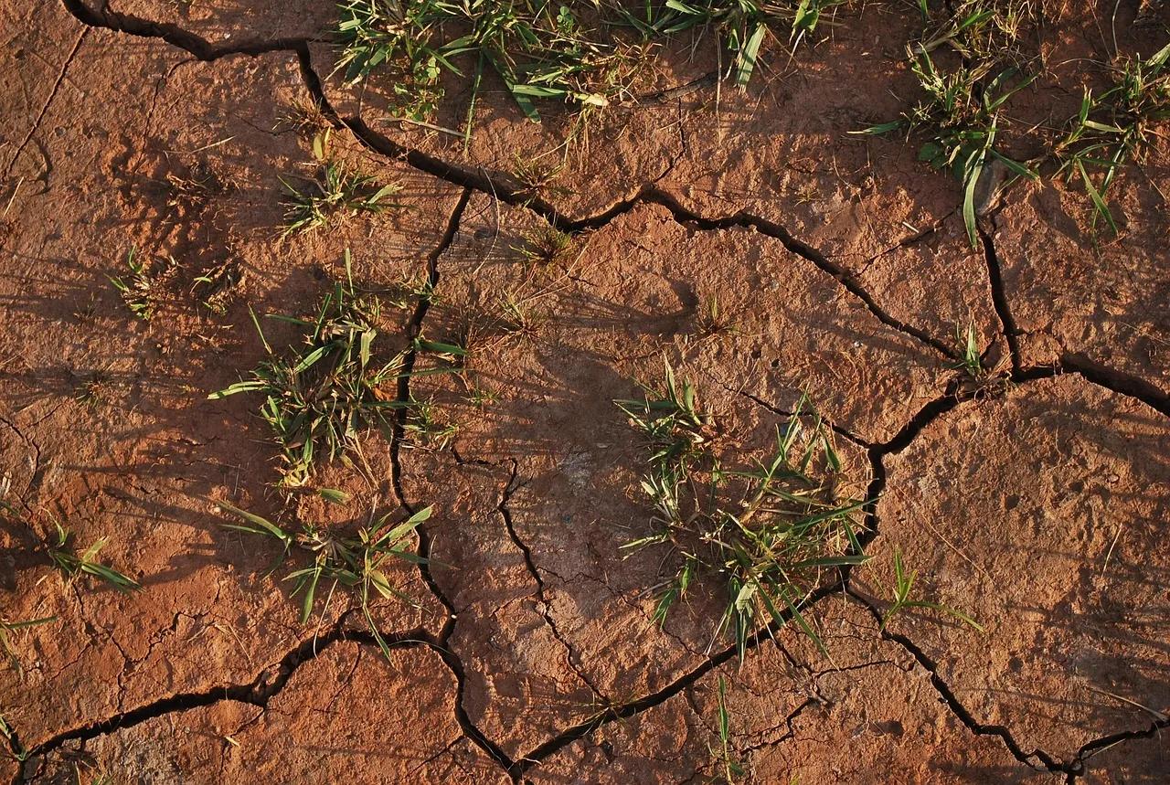 Vegetation surrounded by dry soil