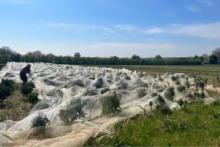 A field with plants being covered with an agricultural net.