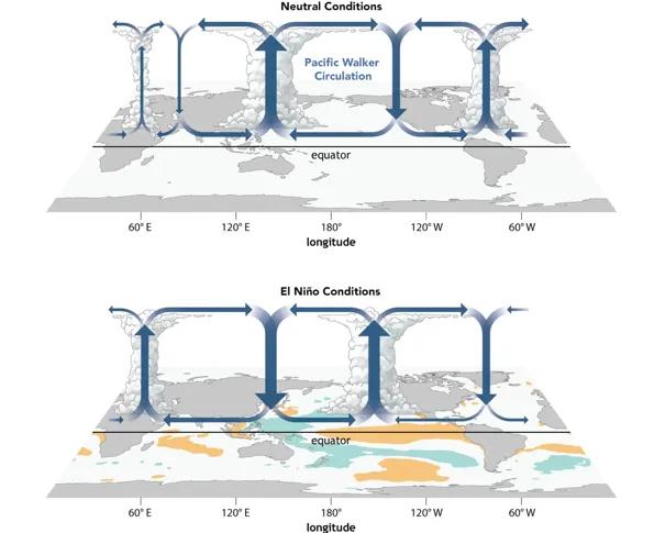 Diagram depicting the walker circulation