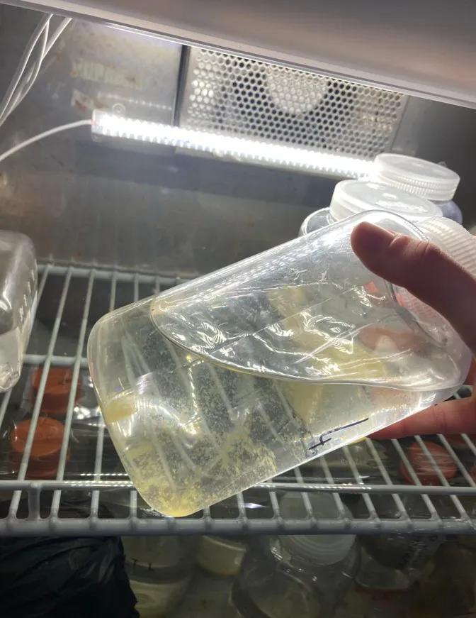 A diatom culture in the incubator