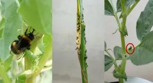 Left to right: A bumblebee feeding on extra floral nectar – nectar produced by the bean to feed natural enemies but used by pollinators too. ‘Mummified’ aphids: the whole aphid eaten from the inside by a parasitoid wasp – highly effective pest control. Parasitoids also depend on extra floral nectar. A parasitoid feeding on extra floral nectar.