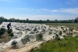 A field with plants being covered with an agricultural net.