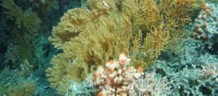 Geos-RG-oceansandpastclimate-corals