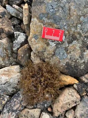 A species of lichen, Cetrariella delisei, is pictured amongst rocks