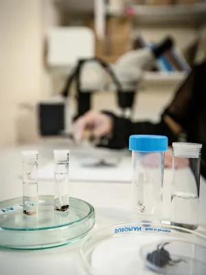 Photograph of the lab bench in the Quaternary Entomology facility. There are sample tubes of various sizes containing insects.