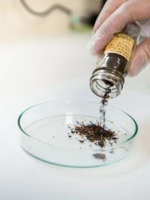 Photograph showing a gloved hand pouring a soil sample into a petri dish.
