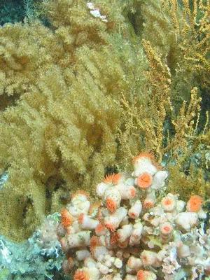 Geos-RG-oceansandpastclimate-corals
