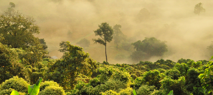 Jungle valley in Thailand surrounded by drifts of morning fog 