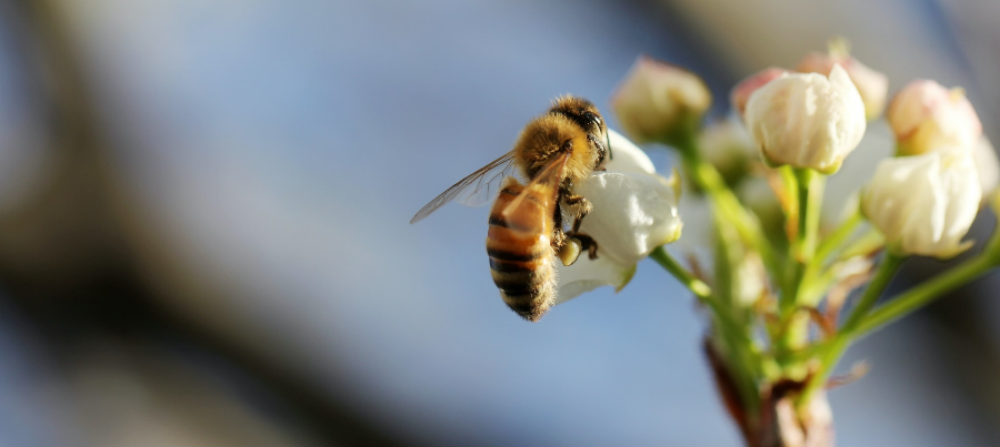 A bee collecting pollen from a flower