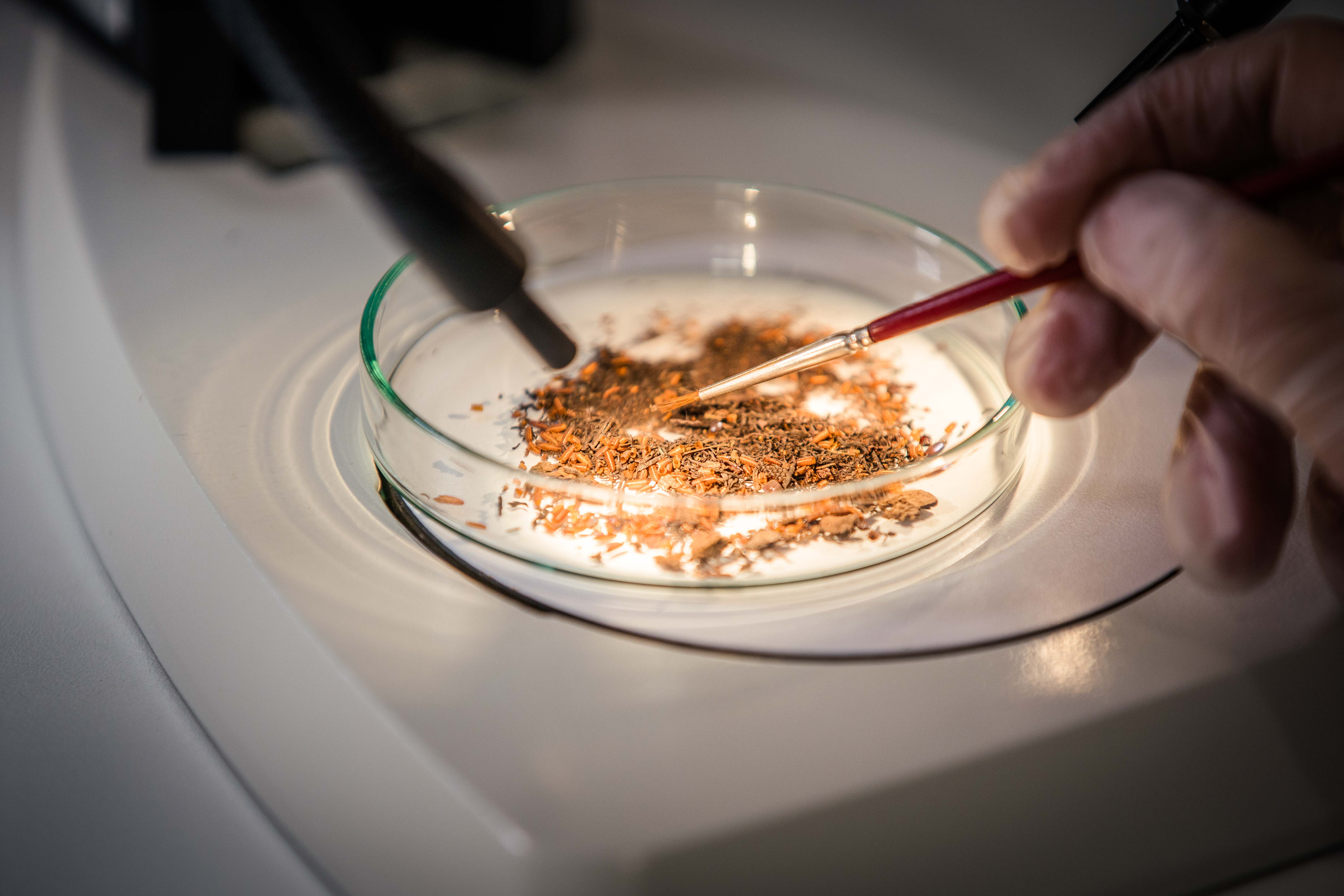 Photograph showing a dirt sample under a stereomicroscope. A gloved hand can be seen inspecting the sample with a small brush.