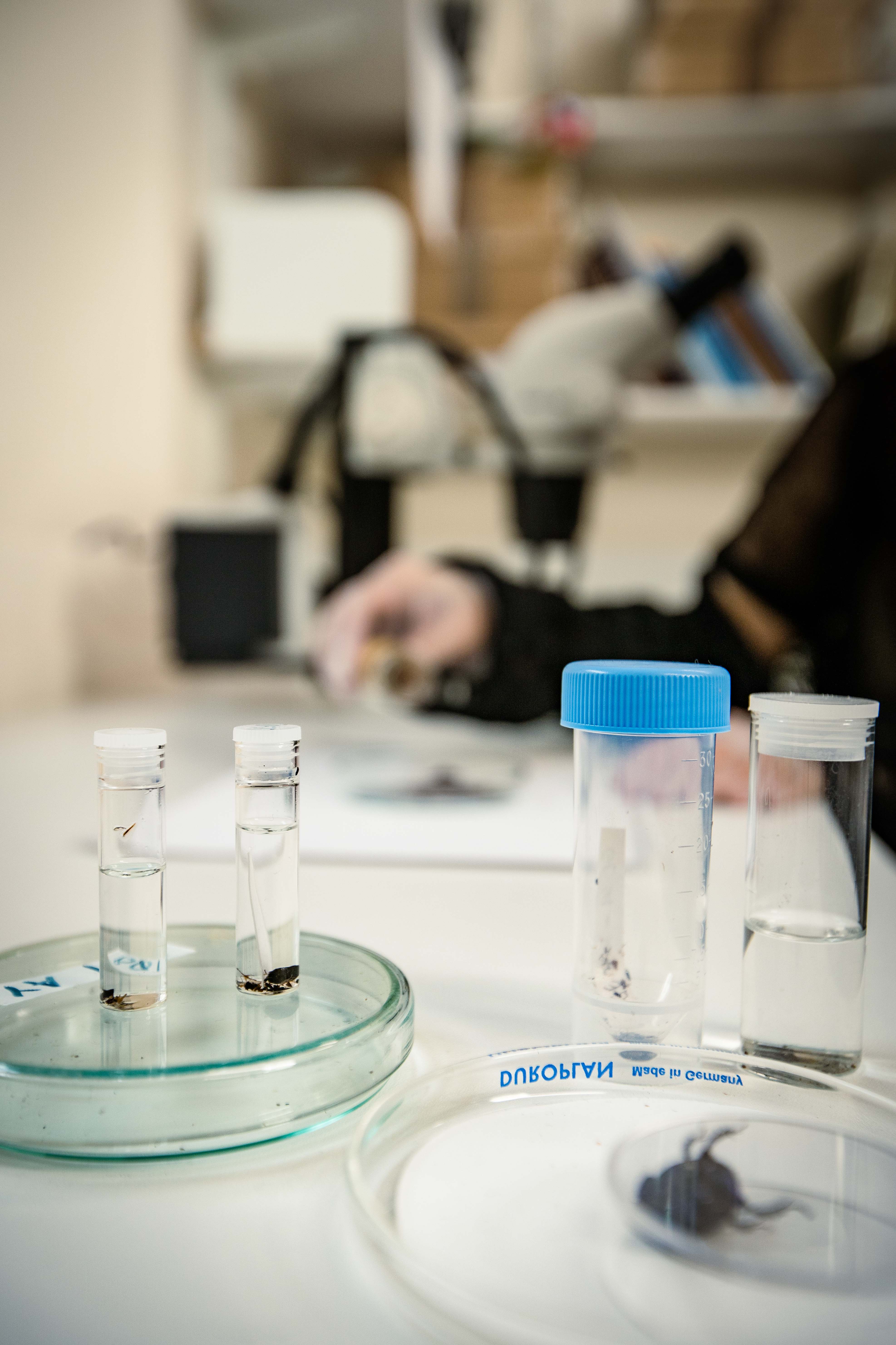 Photograph of the lab bench in the Quaternary Entomology facility. There are sample tubes of various sizes containing insects.