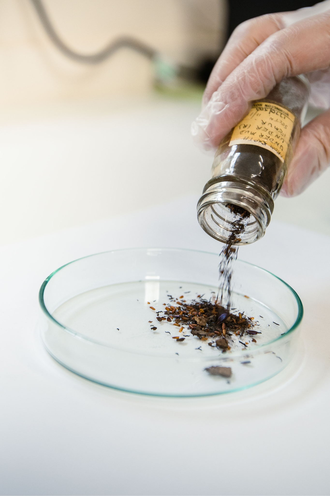 Photograph showing a gloved hand pouring a soil sample into a petri dish.