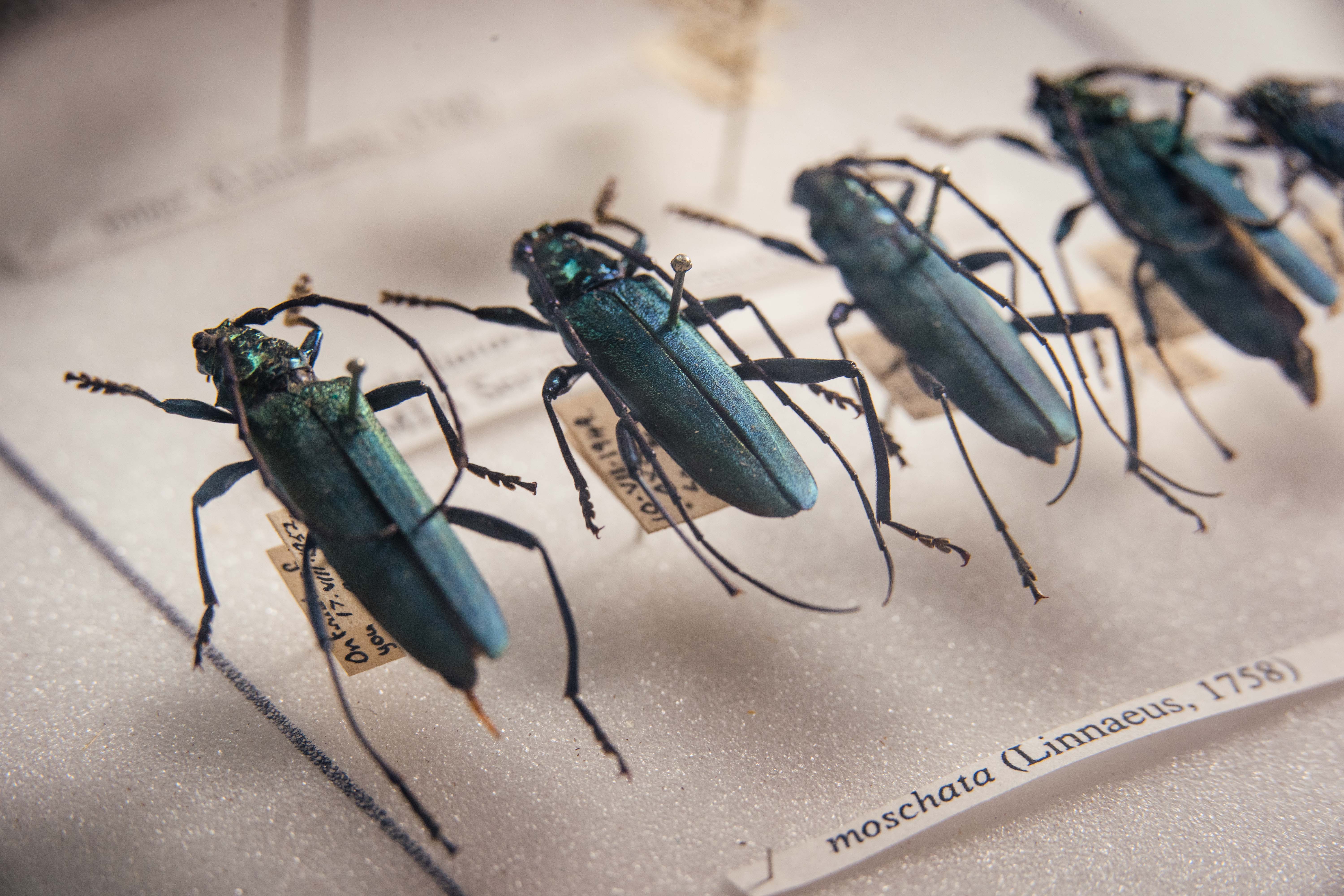 Photograph of four Musk Beetles (Moschata) pinned in a display case. They are large and have iridescent blue-green bodies.