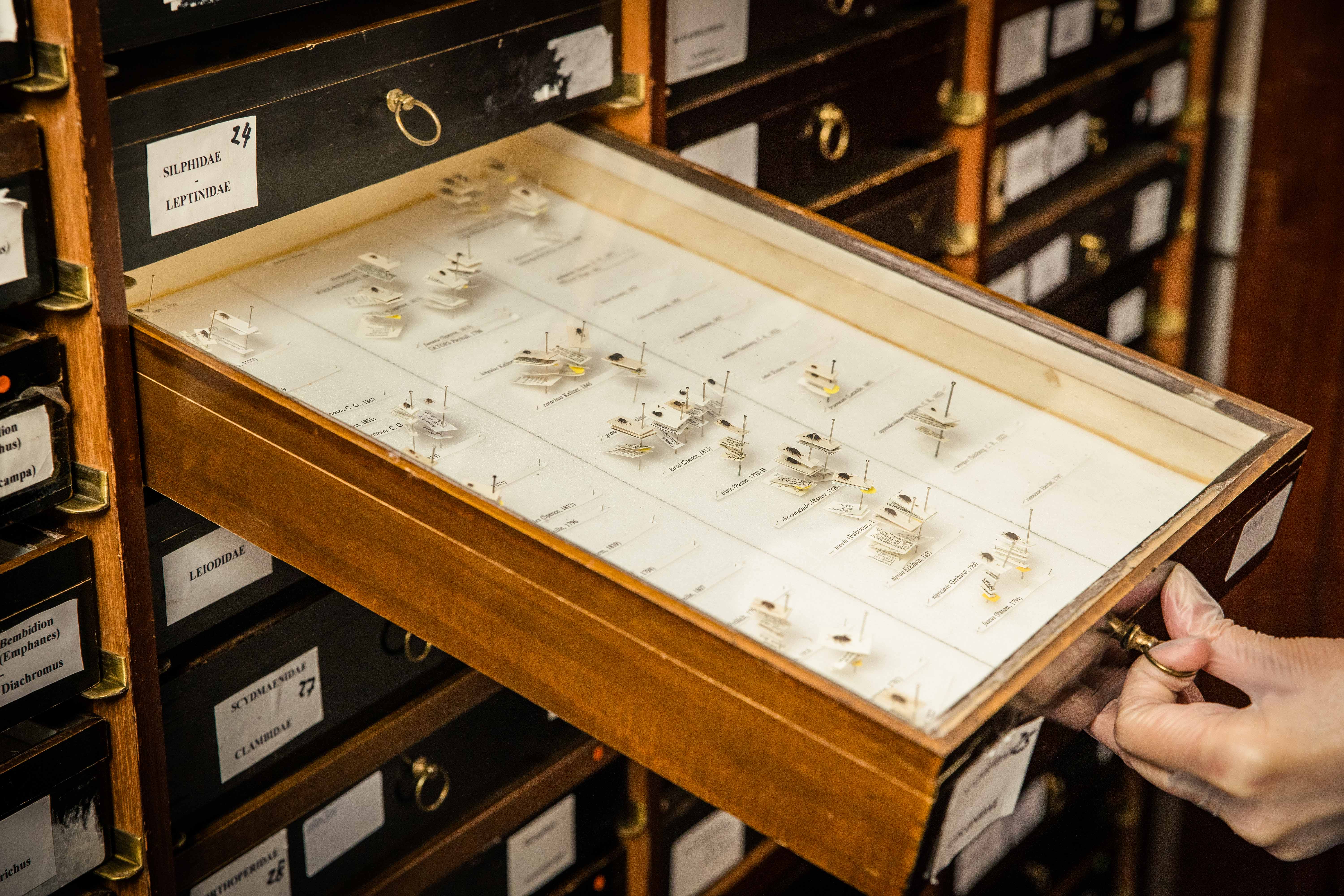 Photograph showing a gloved hand opening a wooden museum case drawer with a glass top. It containing specimens of beetles. 