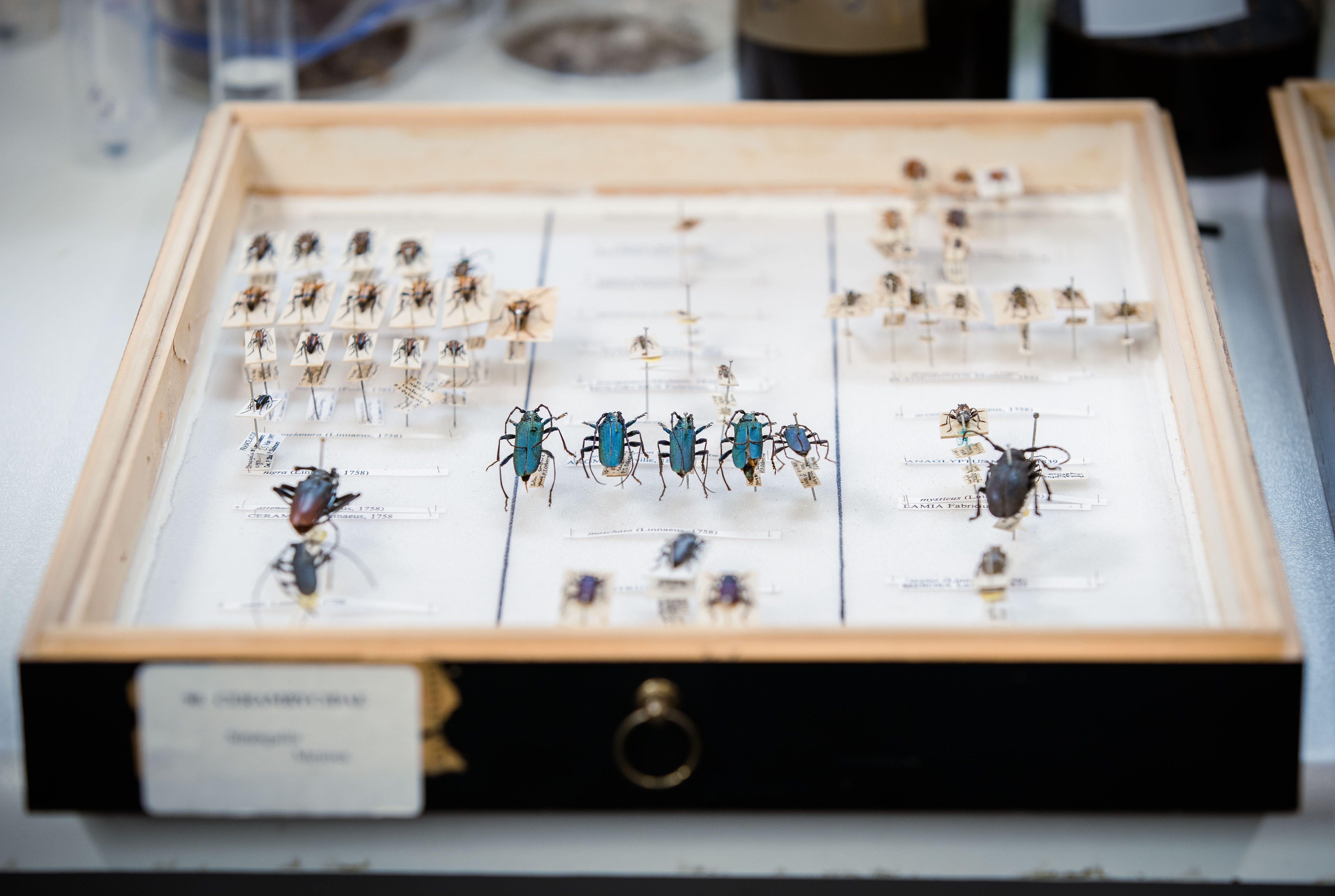 Photograph of a museum case containing specimens of beetles. 