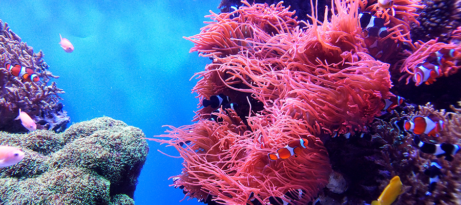 Underwater photo of brightly coloured coral. Small fish are darting amongst them