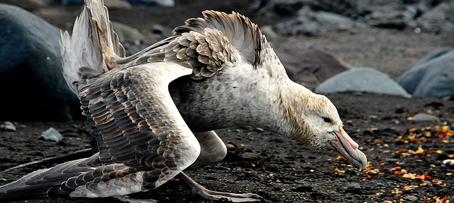 A seabird covered in pollution, crouching in distress in the dirt